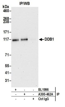 DDB1 Rabbit anti-Human, Mouse, Polyclonal, Bethyl Laboratories 100 &mu;L;
