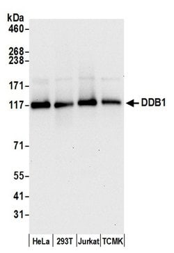 DDB1 Rabbit anti-Human, Mouse, Polyclonal, Bethyl Laboratories 100 &mu;L;