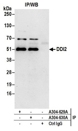 DDI2 Rabbit anti-Human, Polyclonal, Bethyl Laboratories 100 &mu;L; Unconjugated:Antibodies,