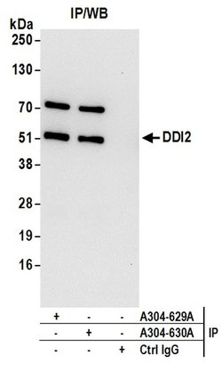 DDI2 Rabbit anti-Human, Mouse, Polyclonal, Bethyl Laboratories 100 &mu;L;