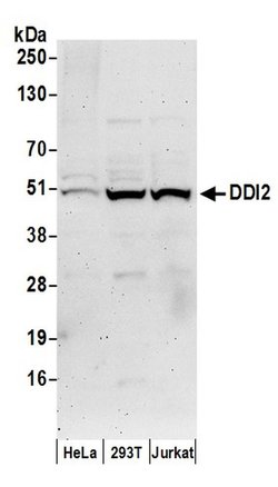 DDI2 Rabbit anti-Human, Polyclonal, Bethyl Laboratories 100 &mu;L; Unconjugated:Antibodies,
