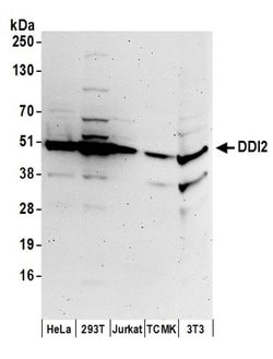 DDI2 Rabbit anti-Human, Mouse, Polyclonal, Bethyl Laboratories 100 &mu;L;