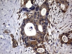DDIT3 Monoclonal Antibody (OTI2D3), TrueMAB , OriGene:Antibodies:Primary