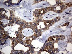 DDIT3 Monoclonal Antibody (OTI2D3), TrueMAB , OriGene:Antibodies:Primary