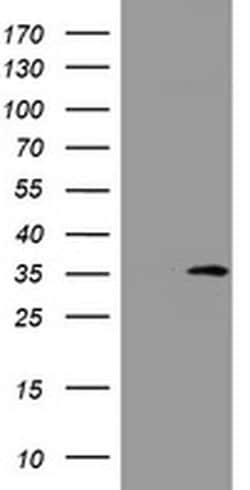 DDIT3 Monoclonal Antibody (OTI4C4), TrueMAB , OriGene 100 &mu;L; Unconjugated:Antibodies,
