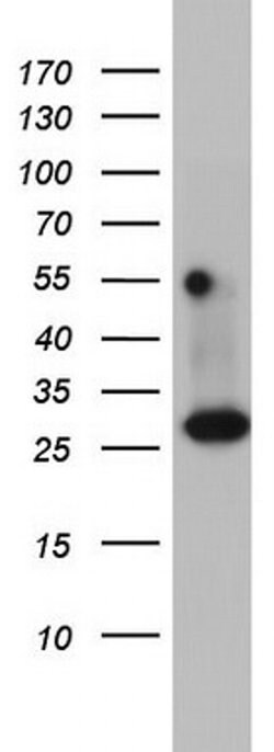 DDIT3 Monoclonal Antibody (OTI4C4), TrueMAB , OriGene 100 &mu;L; Unconjugated:Antibodies,