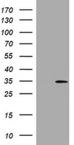 DDIT3 Monoclonal Antibody (OTI3H7), TrueMAB , OriGene 30 &mu;L; Unconjugated:Antibodies,