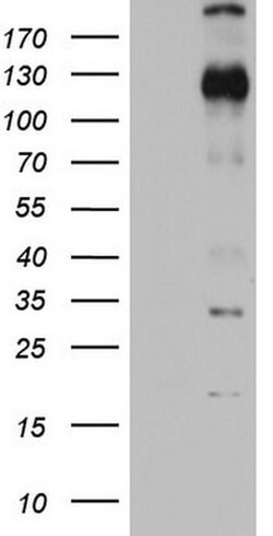 DDIT3 Monoclonal Antibody (OTI2D3), TrueMAB , OriGene 100 &mu;L; Unconjugated:Antibodies,