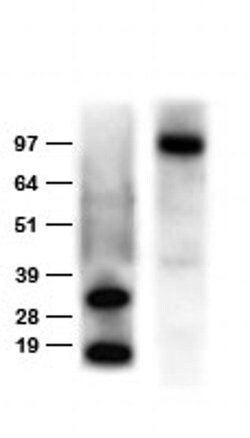 DDK (FLAG) Rabbit anti-Tag, Polyclonal, liquid, OriGene 100 &mu;L; Unconjugated:Antibodies,