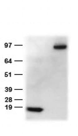 DDK (FLAG) Goat anti-Tag, Polyclonal, liquid, TrueMAB 150 &mu;L; Unconjugated:Antibodies,
