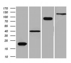DDK (FLAG) Mouse anti-Tag, Clone: OTI11C3, liquid, TrueMAB 100 &mu;L; Unconjugated:Antibodies,