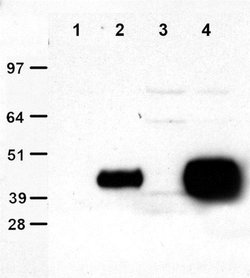 DDK (FLAG) Mouse anti-Tag, Agarose, Polyclonal, liquid, TrueMAB 1 mL; Agarose:Antibodies,