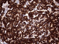 DDOST Monoclonal Antibody (OTI1C1), TrueMAB , OriGene 100 &mu;L; Unconjugated:Antibodies,