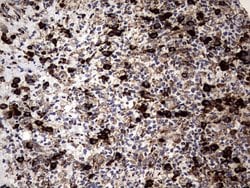 DDOST Monoclonal Antibody (OTI1C1), TrueMAB , OriGene 100 &mu;L; Unconjugated:Antibodies,