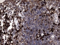 DDOST Monoclonal Antibody (OTI1C1), TrueMAB , OriGene 100 &mu;L; Unconjugated:Antibodies,