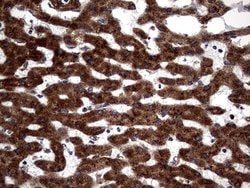 DDOST Monoclonal Antibody (OTI1C1), TrueMAB , OriGene 100 &mu;L; Unconjugated:Antibodies,