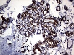 DDOST Monoclonal Antibody (OTI2H1), TrueMAB , OriGene 100 &mu;L; Unconjugated:Antibodies,