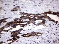 DDOST Monoclonal Antibody (OTI2H1), TrueMAB , OriGene 100 &mu;L; Unconjugated:Antibodies,
