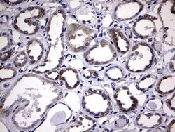 DDOST Monoclonal Antibody (OTI2H1), TrueMAB , OriGene 100 &mu;L; Unconjugated:Antibodies,