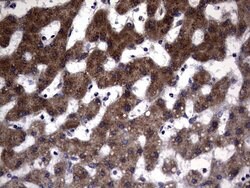 DDOST Monoclonal Antibody (OTI2H1), TrueMAB , OriGene 100 &mu;L; Unconjugated:Antibodies,
