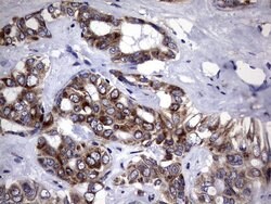 DDOST Monoclonal Antibody (OTI2H1), TrueMAB , OriGene 100 &mu;L; Unconjugated:Antibodies,