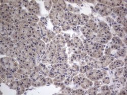 DDOST Monoclonal Antibody (OTI2B4), TrueMAB , OriGene 100 &mu;L; Unconjugated:Antibodies,