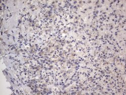 DDOST Monoclonal Antibody (OTI2B4), TrueMAB , OriGene 100 &mu;L; Unconjugated:Antibodies,