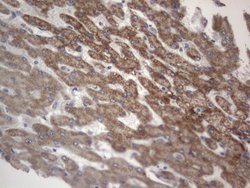DDOST Monoclonal Antibody (OTI2B4), TrueMAB , OriGene 100 &mu;L; Unconjugated:Antibodies,
