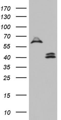 DDOST Monoclonal Antibody (OTI1C1), TrueMAB , OriGene 100 &mu;L; Unconjugated:Antibodies,