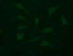 DDT Monoclonal Antibody (OTI3B10), TrueMAB , OriGene 100 &mu;L; Unconjugated:Antibodies,