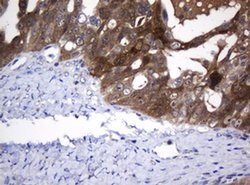 DDT Monoclonal Antibody (OTI1B1), TrueMAB , OriGene 30 &mu;L; Unconjugated:Antibodies,