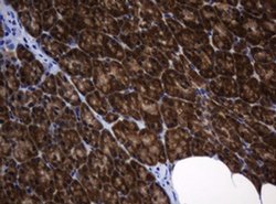 DDT Monoclonal Antibody (OTI1B1), TrueMAB , OriGene:Antibodies:Primary