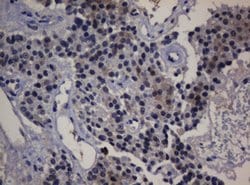 DDT Mouse anti-Human, Clone: OTI1B1, lyophilized, TrueMAB 100 &mu;g | Buy Online | Origene Technologies | Fisher Scientific