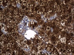 DDT Monoclonal Antibody (OTI1B1), TrueMAB , OriGene 30 &mu;L; Unconjugated:Antibodies,