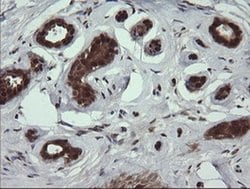 DDT Monoclonal Antibody (OTI3B10), TrueMAB , OriGene 100 &mu;L; Unconjugated:Antibodies,