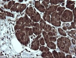 DDT Monoclonal Antibody (OTI3B10), TrueMAB , OriGene 100 &mu;L; Unconjugated:Antibodies,
