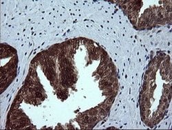 DDT Monoclonal Antibody (OTI3B10), TrueMAB , OriGene 100 &mu;L; Unconjugated:Antibodies,
