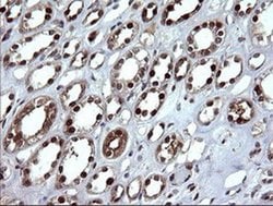 DDT Monoclonal Antibody (OTI3B10), TrueMAB , OriGene 100 &mu;L; Unconjugated:Antibodies,