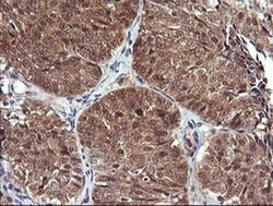 DDT Monoclonal Antibody (OTI1A1), TrueMAB , OriGene 100 &mu;L; Unconjugated:Antibodies,