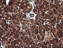 DDT Monoclonal Antibody (OTI1A1), TrueMAB , OriGene 100 &mu;L; Unconjugated:Antibodies,