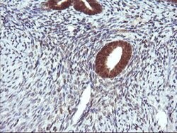 DDT Monoclonal Antibody (OTI1A1), TrueMAB , OriGene 100 &mu;L; Unconjugated:Antibodies,