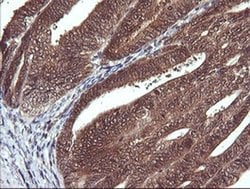 DDT Monoclonal Antibody (OTI1A1), TrueMAB , OriGene 100 &mu;L; Unconjugated:Antibodies,