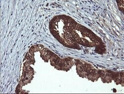 DDT Monoclonal Antibody (OTI1A1), TrueMAB , OriGene 100 &mu;L; Unconjugated:Antibodies,