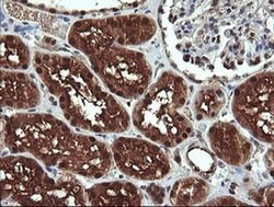 DDT Monoclonal Antibody (OTI1A1), TrueMAB , OriGene 100 &mu;L; Unconjugated:Antibodies,