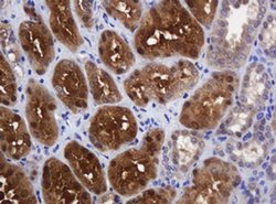 DDT Monoclonal Antibody (OTI3A1), TrueMAB , OriGene 100 &mu;L; Unconjugated:Antibodies,