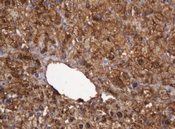 DDT Monoclonal Antibody (OTI3A1), TrueMAB , OriGene 100 &mu;L; Unconjugated:Antibodies,