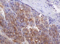 DDT Monoclonal Antibody (OTI3A1), TrueMAB , OriGene 100 &mu;L; Unconjugated:Antibodies,