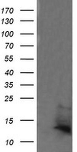DDT Monoclonal Antibody (OTI3B10), TrueMAB , OriGene 100 &mu;L; Unconjugated:Antibodies,