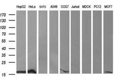 DDT Monoclonal Antibody (OTI3B10), TrueMAB , OriGene 100 &mu;L; Unconjugated:Antibodies,