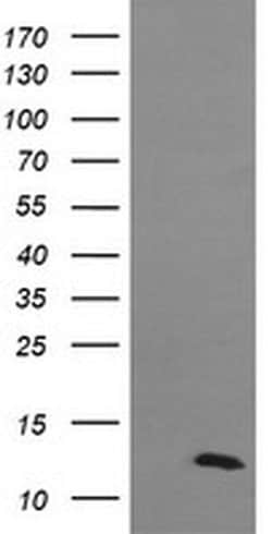 DDT Mouse anti-Human, Clone: OTI3A11, liquid, TrueMAB 100 &mu;L; Unconjugated:Antibodies,